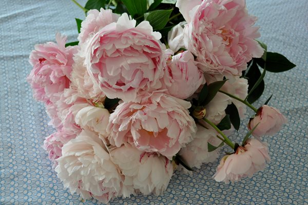 Peonies and Garden Roses
Garden Design
Calimesa, CA