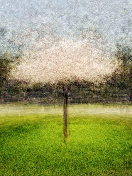 Pep Ventosa's Trees In the Round
Garden Design
Calimesa, CA