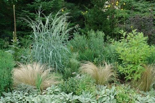 Rick Darke's American Woodland Garden
Garden Design
Calimesa, CA