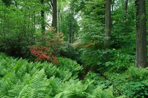 Rick Darke's American Woodland Garden
Winterthur
Winterthur, DE