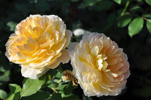 Rose Extravaganza in an Olive Grove
Christopher Whelan (Homeowner)
San Joaquin Valley, CA