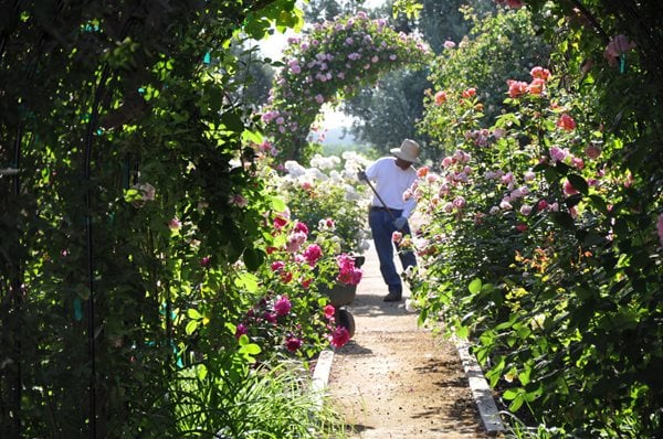 Rose Extravaganza In An Olive Grove Gallery Garden Design