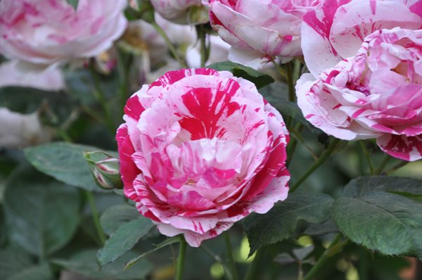 Rose Extravaganza in an Olive Grove
Christopher Whelan (Homeowner)
San Joaquin Valley, CA