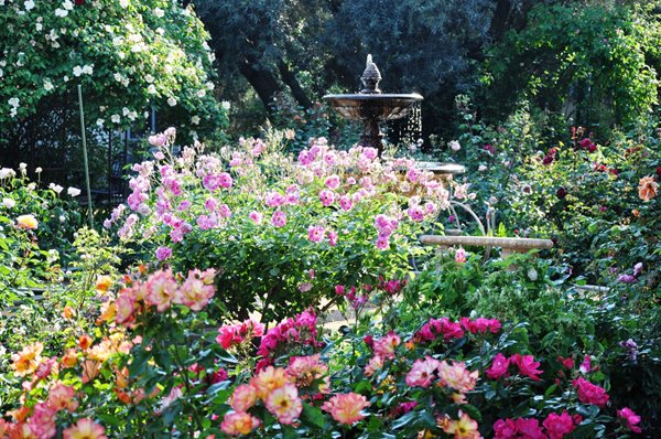 Rose Extravaganza in an Olive Grove
Christopher Whelan (Homeowner)
San Joaquin Valley, CA