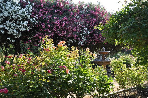 Rose Extravaganza in an Olive Grove
Garden Design
Calimesa, CA
