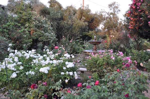 Rose Extravaganza in an Olive Grove
Garden Design
Calimesa, CA