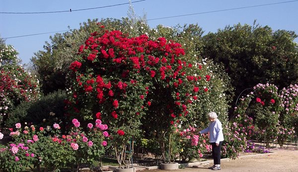 Rose Extravaganza in an Olive Grove
Garden Design
Calimesa, CA