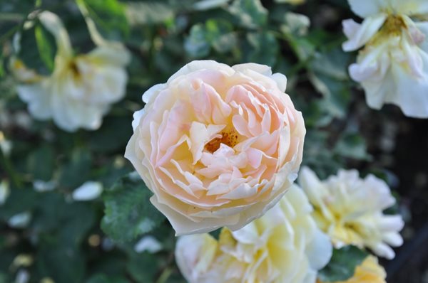 Rose Extravaganza in an Olive Grove
Garden Design
Calimesa, CA