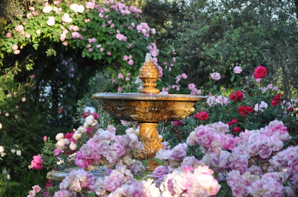 Rose Extravaganza in an Olive Grove
Garden Design
Calimesa, CA
