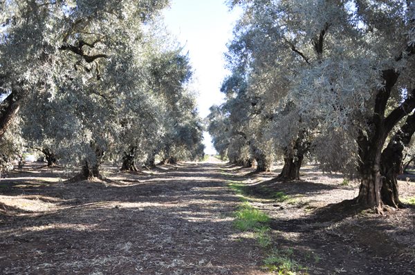 Rose Extravaganza in an Olive Grove
Garden Design
Calimesa, CA