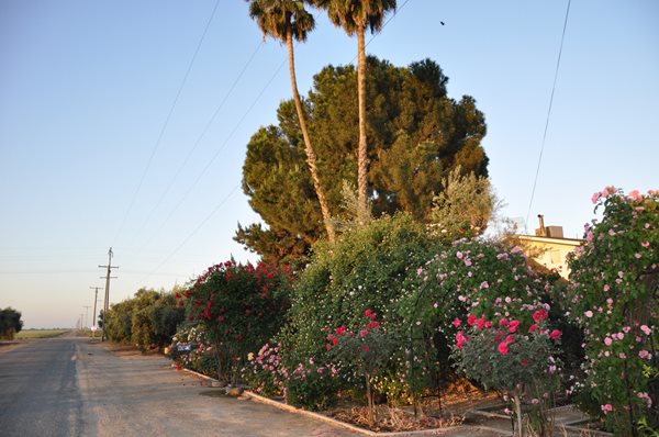 Rose Extravaganza in an Olive Grove
Garden Design
Calimesa, CA