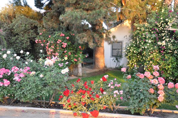Rose Extravaganza in an Olive Grove
Garden Design
Calimesa, CA