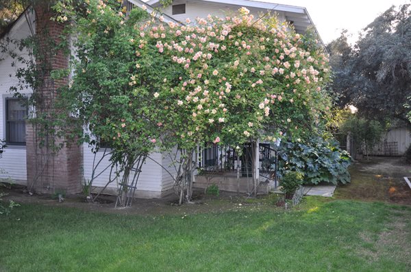 Rose Extravaganza in an Olive Grove
Garden Design
Calimesa, CA