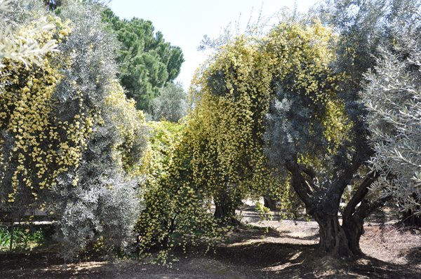 Rose Extravaganza in an Olive Grove
Garden Design
Calimesa, CA
