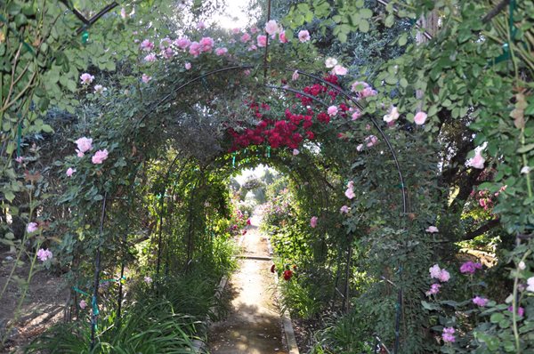 Rose Extravaganza in an Olive Grove
Garden Design
Calimesa, CA