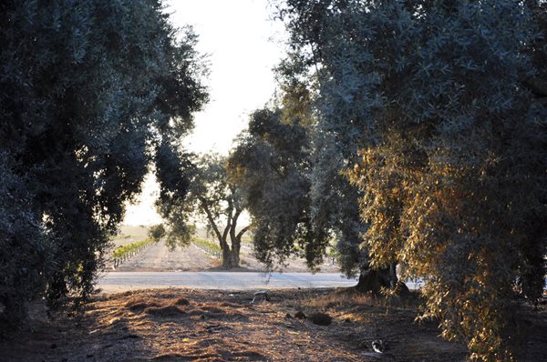 Rose Extravaganza in an Olive Grove
Garden Design
Calimesa, CA