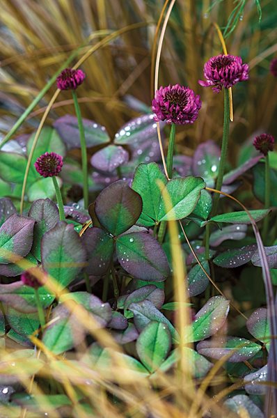 Sarah Price's Gardens - Gallery | Garden Design Sarah Price's Gardens - Gallery | Garden Design on Sarah Price Garden
id=35416