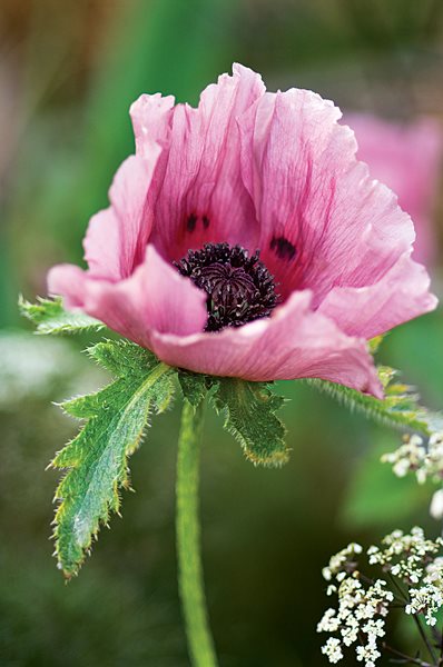 Sarah Price's Gardens
Sarah Price Landscapes
Abergavenny, Monmouthshire