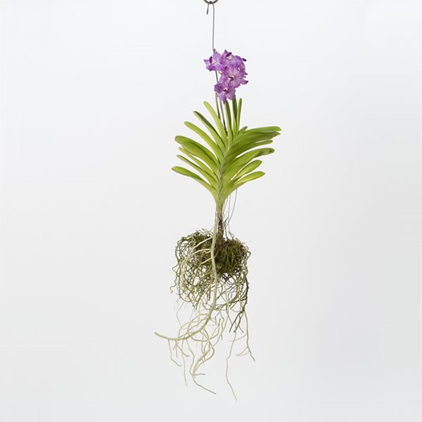 Simple Solutions for Hanging Gardens
Garden Design
Calimesa, CA