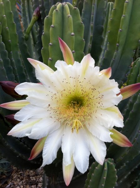 Succulent and Cacti Pictures
Arlington Garden
Pasadena, CA