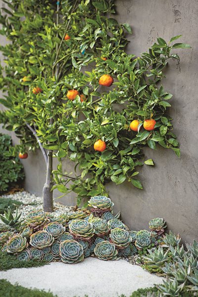Citrus Tree, Tangerines, Succulents, Espalier
Succulent and Cacti Pictures
Scott Shrader
West Hollywood, CA