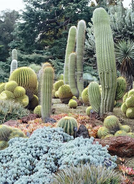 Succulent and Cacti Pictures
Huntington Botanical Gardens
San Marino, CA