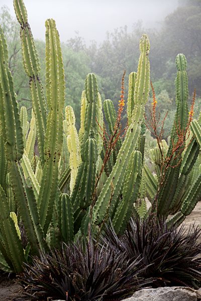 Succulent and Cacti Pictures
Lari Pittman (Homeowner)
Los Angeles, CA
