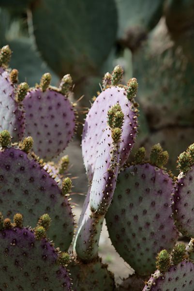 Succulent and Cacti Pictures
Lari Pittman (Homeowner)
Los Angeles, CA
