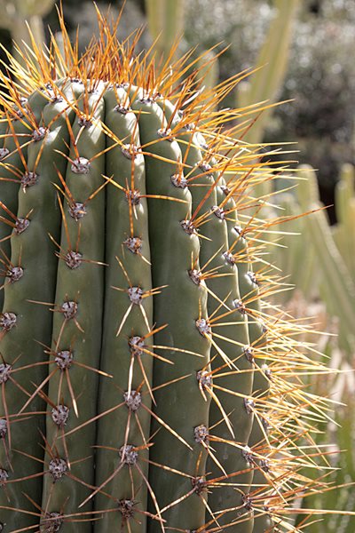 Succulent and Cacti Pictures
Lari Pittman (Homeowner)
Los Angeles, CA