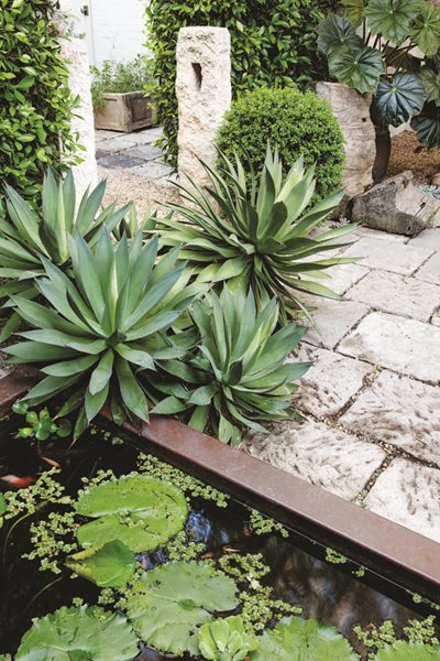 Succulent and Cacti Pictures
Scott Shrader
West Hollywood, CA
