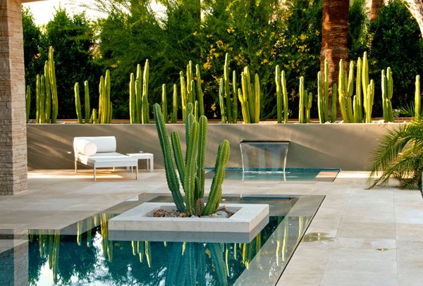 Succulent and Cacti Pictures
Steve Martino & Associates
Phoenix, AZ