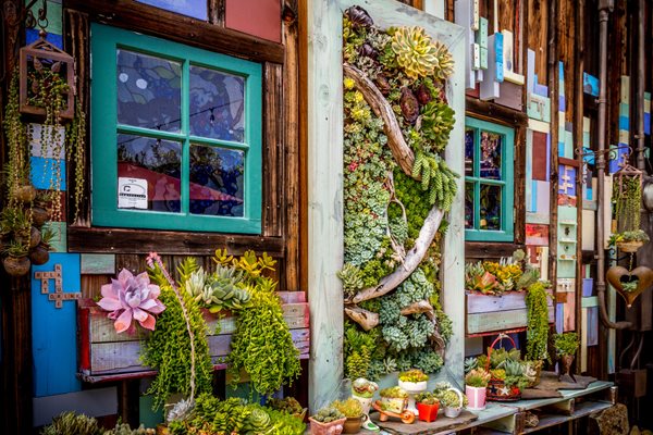 Succulent and Cacti Pictures
Succulent Cafe (Peter Loyola)
Oceanside, CA