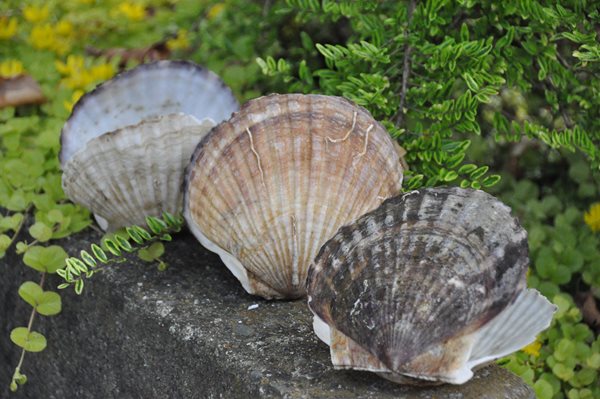 Summer Shells
Garden Design
Calimesa, CA