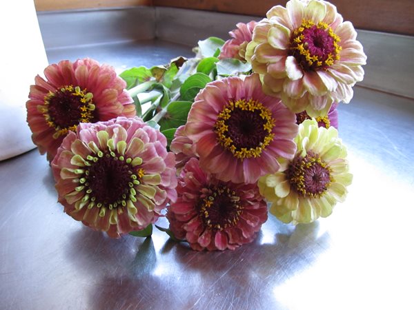 Sunflowers, Zinnias, and Dahlias
Garden Design
Calimesa, CA