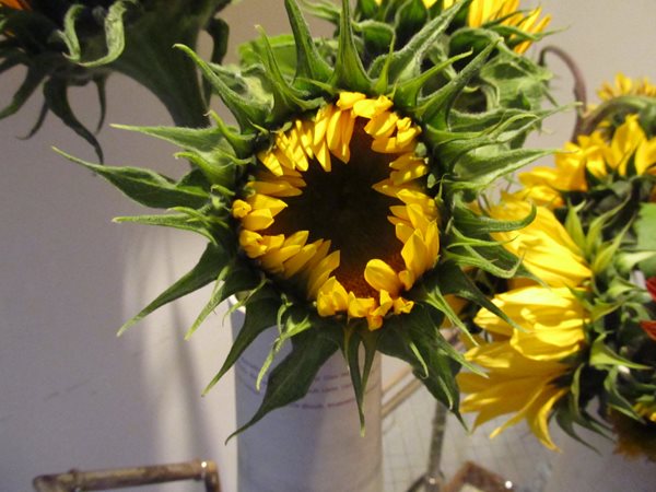 Sunflowers, Zinnias, and Dahlias
Garden Design
Calimesa, CA