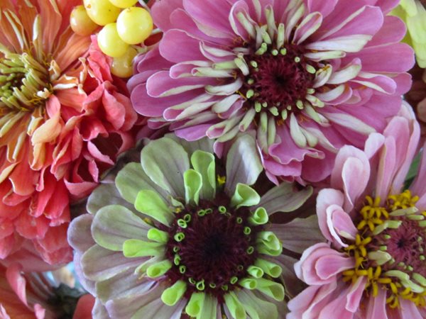 Sunflowers, Zinnias, and Dahlias
Garden Design
Calimesa, CA