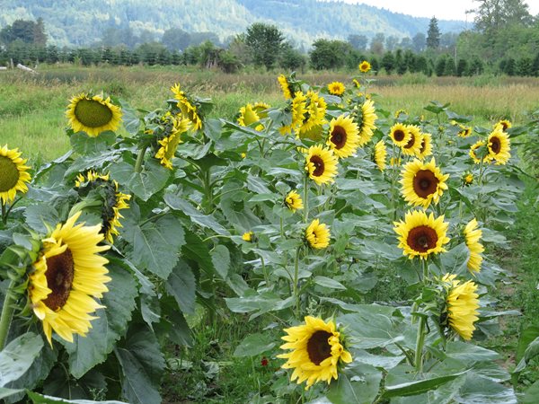 Sunflowers, Zinnias, and Dahlias
Garden Design
Calimesa, CA
