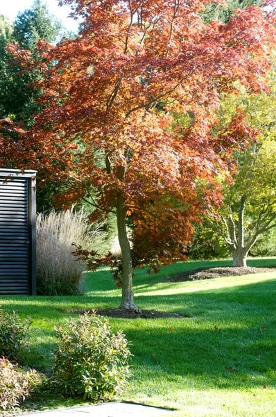 The Art of Autumn
Lisa Roth - Landscape Architect
Devon, PA