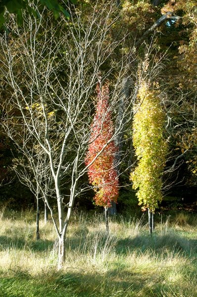 The Art of Autumn
Lisa Roth - Landscape Architect
Devon, PA