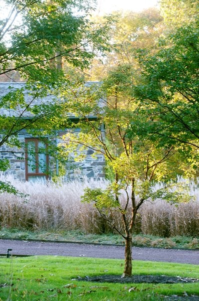 The Art of Autumn
Lisa Roth - Landscape Architect
Devon, PA