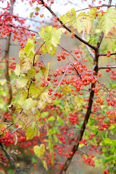 The Art of Autumn
Lisa Roth - Landscape Architect
Devon, PA