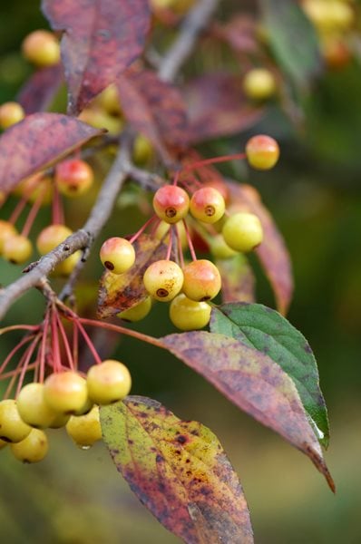 The Art of Autumn
Lisa Roth - Landscape Architect
Devon, PA