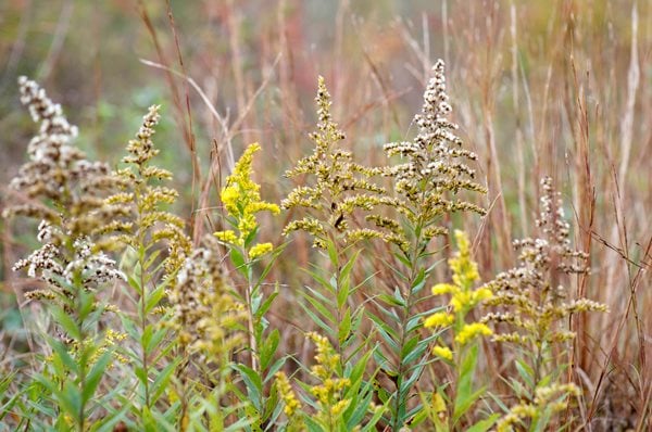 The Art of Autumn
Lisa Roth - Landscape Architect
Devon, PA