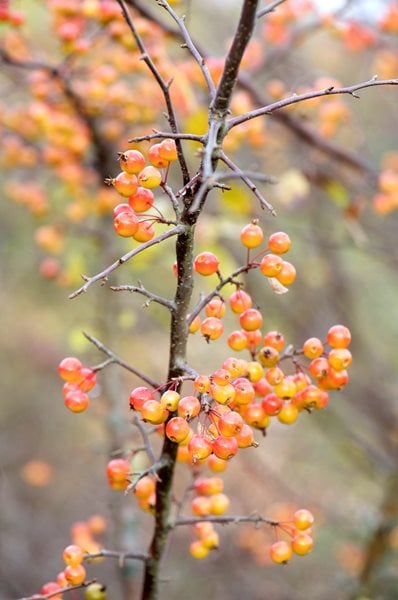 The Art of Autumn
Lisa Roth - Landscape Architect
Devon, PA