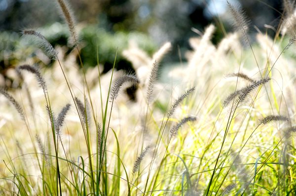 The Art of Autumn
Lisa Roth - Landscape Architect
Devon, PA