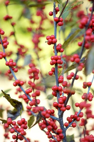The Art of Autumn
Lisa Roth - Landscape Architect
Devon, PA