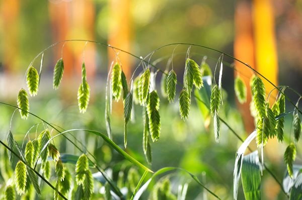 The Art of Autumn
Lisa Roth - Landscape Architect
Devon, PA