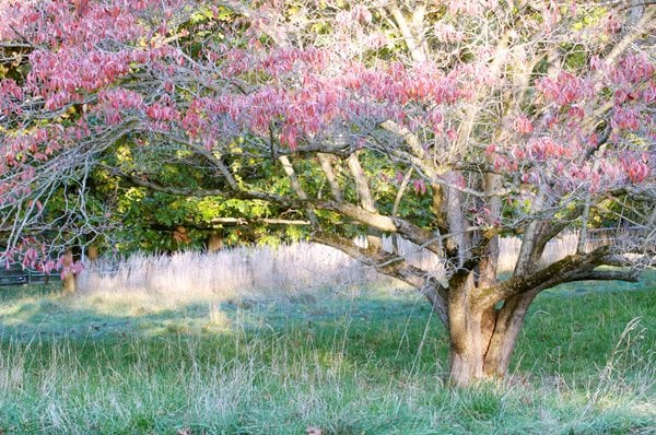 The Art of Autumn
Lisa Roth - Landscape Architect
Devon, PA