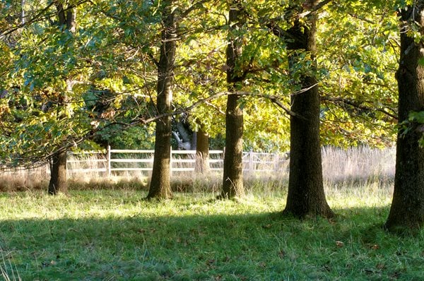 The Art of Autumn
Lisa Roth - Landscape Architect
Devon, PA