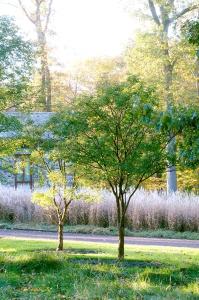 The Art of Autumn
Lisa Roth - Landscape Architect
Devon, PA